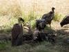 African White-backed Vulture (Gyps africanus) - Wiki