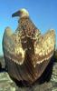 Cape Vulture (Gyps coprotheres) - Wiki