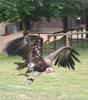 Hooded Vulture (Necrosyrtes monachus) - Wiki