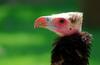 White-headed Vulture (Trigonoceps occipitalis) - Wiki