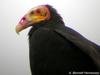 Lesser Yellow-headed Vulture (Cathartes burrovianus) - Wiki
