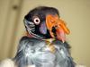 King Vulture (Sarcoramphus papa) - Wiki