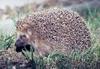 West European Hedgehog (Erinaceus europaeus) - Wiki