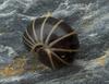 Pill Millipede (Glomeris marginata), defensive posture