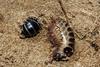 Pill Millipede (Glomeris marginata) underside