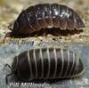 Pill Millipede (Superorder: Oniscomorpha) - Wiki