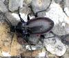 Carabus nemoralis (European Ground Beetle) - Wiki