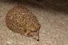 Southern White-breasted Hedgehog (Erinaceus concolor) - Wiki