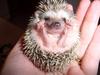 Desert Hedgehog (Paraechinus aethiopicus) - Wiki