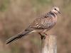 Spotted Dove (Streptopelia chinensis) - Wiki