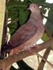 Brown Cuckoo-dove (Macropygia phasianella) - Wiki