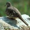 Inca Dove (Scardafella inca) - Wiki