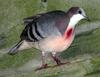 Luzon Bleeding-heart Dove (Gallicolumba luzonica) - Wiki