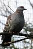 Speckled Pigeon (Columba guinea) - Wiki