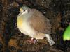 Sulawesi Ground-dove (Gallicolumba tristigmata) - Wiki