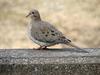 Zenaida doves (Genus: Zenaida) - Wiki