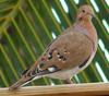 Zenaida Dove (Zenaida aurita) - Wiki