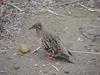 Galapagos Dove (Zenaida galapagoensis) - Wiki