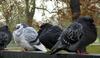 Feral Pigeon (Columba livia domestica) - Wiki