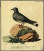 Hill Pigeon (Columba rupestris) - Wiki