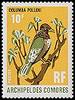Comoro Olive-pigeon (Columba pollenii) - Wiki