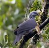 Nilgiri Wood-pigeon (Columba elphinstonii) - Wiki