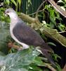 White-headed Pigeon (Columba leucomela) - Wiki