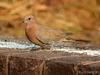 Genus Streptopelia (Family: Columbidae, Doves) - Wiki