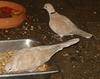 Barbary Dove (Streptopelia risoria) - Wiki