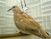 African Collared Dove (Streptopelia roseogrisea) - Wiki