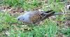 European Turtle Dove (Streptopelia turtur) - Wiki