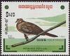 Island Collared-dove (Streptopelia bitorquata) - Wiki