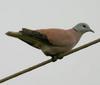 Red Turtle Dove (Streptopelia tranquebarica) - Wiki