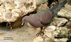 Red-billed Pigeon (Patagioenas flavirostris) - Wiki