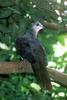 Macropygia (Family: Columbidae, Cuckoo-doves) - Wiki