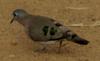 Emerald-spotted Wood Dove (Turtur chalcospilos) - Wiki
