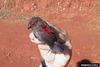 Red-faced Crimson-wing (Cryptospiza reichenovii) - Wiki