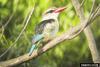 Brown-hooded Kingfisher (Halcyon albiventris)