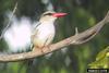 Brown-hooded Kingfisher (Halcyon albiventris)