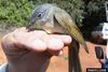 Yellow-streaked Bulbul (Phyllastrephus flavostriatus) - Wiki