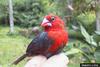 Red-headed Bluebill (Spermophaga ruficapilla) - Wiki