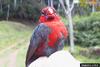 Red-headed Bluebill (Spermophaga ruficapilla)