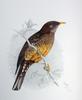 Olive Thrush (Turdus olivaceus) - Wiki