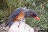 Olive Thrush (Turdus olivaceus)