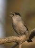 Blackcap (Sylvia atricapilla) - Wiki