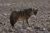 Aardwolf (Proteles cristatus) - Wiki