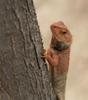 Oriental Garden Lizard (Calotes versicolor) - Wiki