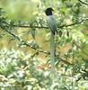 Asian Paradise-flycatcher (Terpsiphone paradisi) - Wiki