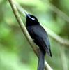 Seychelles Paradise-flycatcher (Terpsiphone corvina) - Wiki