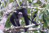 White-cheeked Spider Monkey (Ateles marginatus) - Wiki